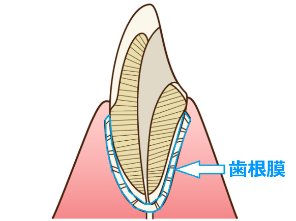 歯根膜の模式図