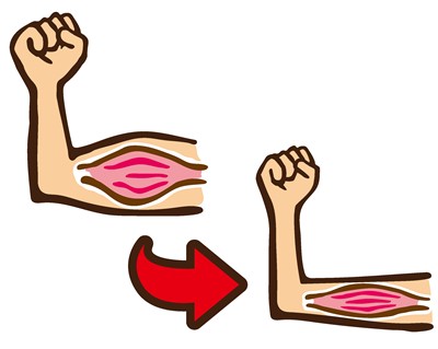 筋肉の減少